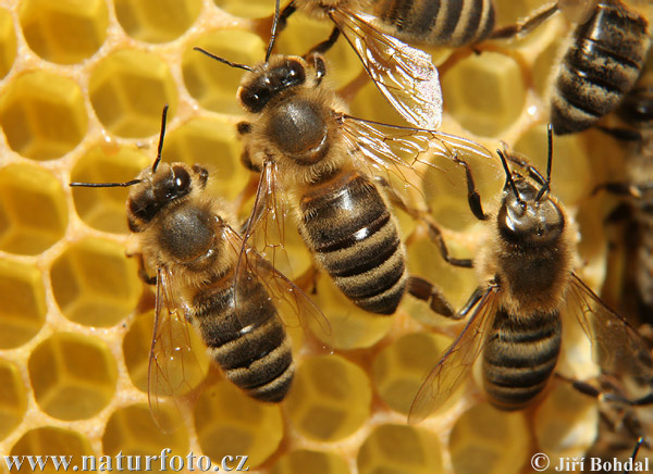 western honey bee 34108 Air Liur Lebah Mengobati Hampir Segala  Penyakit